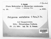 Polyporus umbellatus image